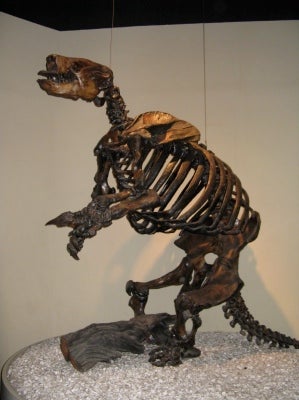 Ground Sloth