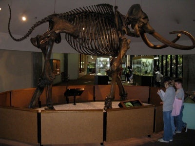 Full Body Shot Mammoth